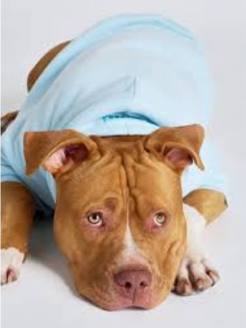 Comfort Stretch Dog Tee - Pastel Blue